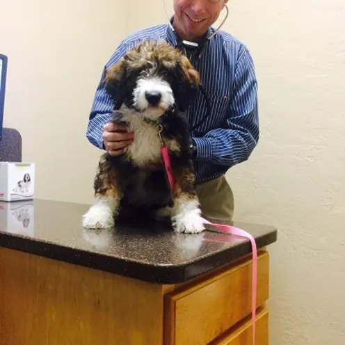 Dr. Dawson examining a fluffy dog